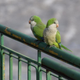 Monk parakeets in Chicago.